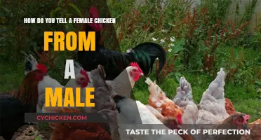 Identifying Chickens: Male or Female?