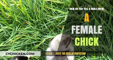 Identifying Male and Female Chicks: What to Look For