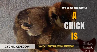 Determining a Chick's Age: What to Look For