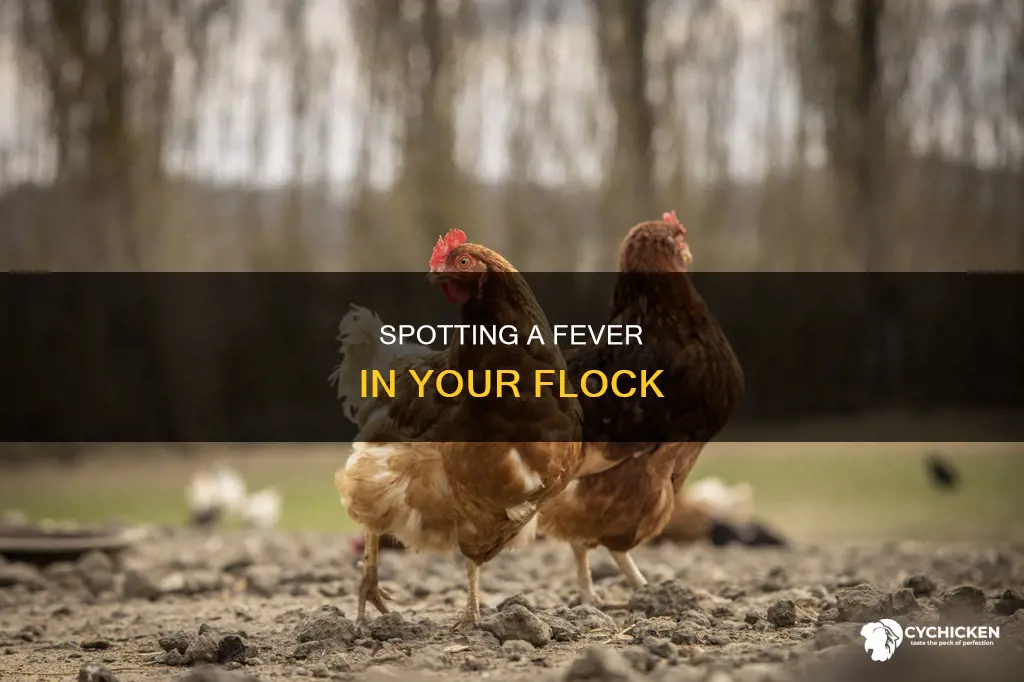 how do you tell if a chicken has a fever