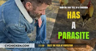 Spotting Parasites in Chickens: What to Look For