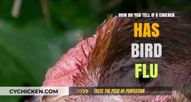 Spotting Bird Flu in Chickens: What to Look For