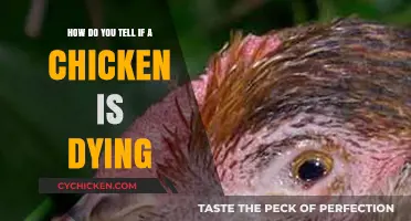 Signs Your Chicken May Be Sick or Dying