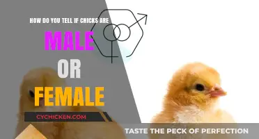 Identifying Chickens: Male or Female?