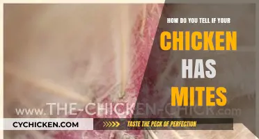 Spotting Mites on Your Chicken: A Quick Guide