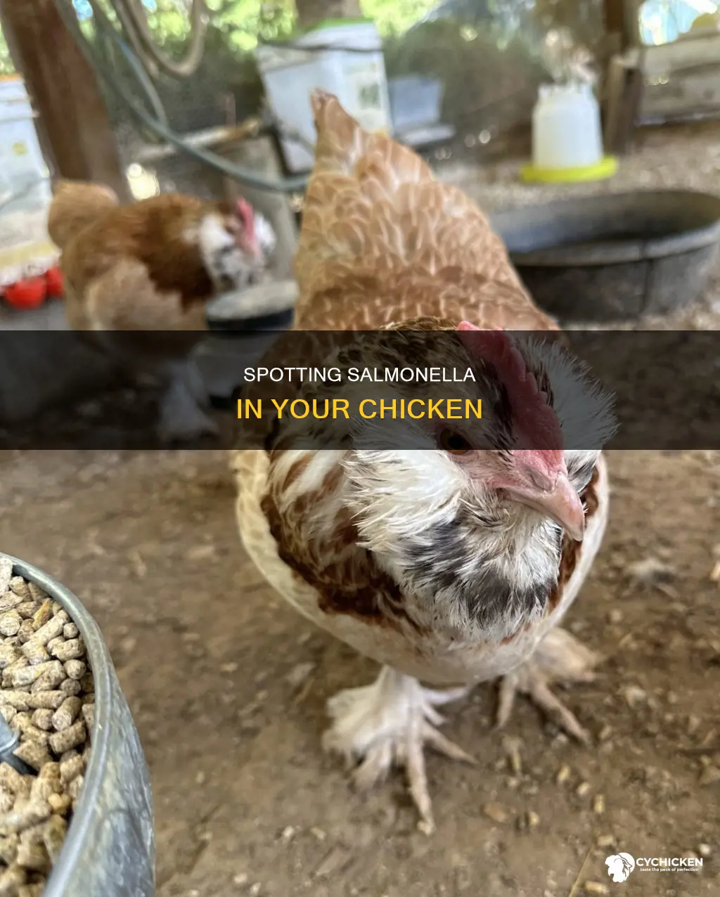 how do you tell if your chicken has salmonella