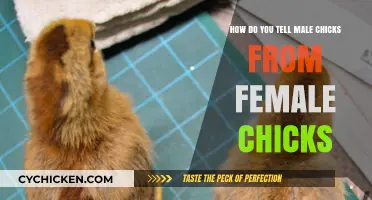 Identifying Chick Gender: Male vs Female
