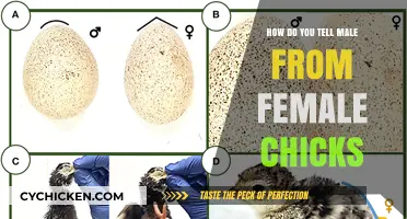 Identifying Chick Gender: Simple Tips to Distinguish Male from Female Chicks