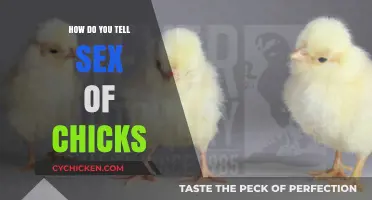 Identifying Chick Gender: Simple Methods to Determine Sex of Chicks