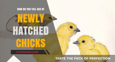 Identifying Baby Chicks: Male or Female?