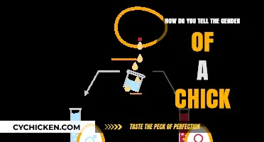 Identifying Chick Gender: A Quick Guide