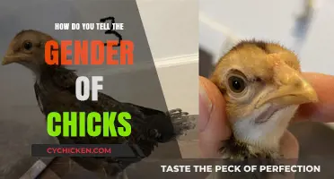 Identifying Chick Gender: Simple Techniques for Determining Male or Female