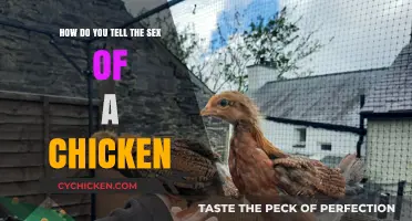 Determining a Chicken's Sex: What's the Difference?