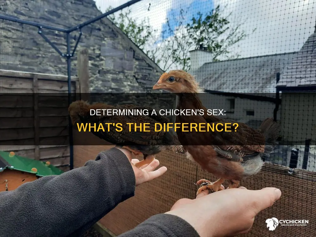 how do you tell the sex of a chicken