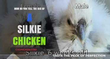 Silkies: Telling the Gender Difference