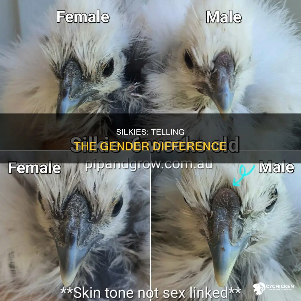 how do you tell the sex of a silkie chicken