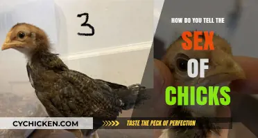 Identifying Chick Gender: Simple Methods to Determine Sex of Chicks