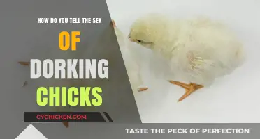 Dorking Chick Sexing: How to Tell the Difference