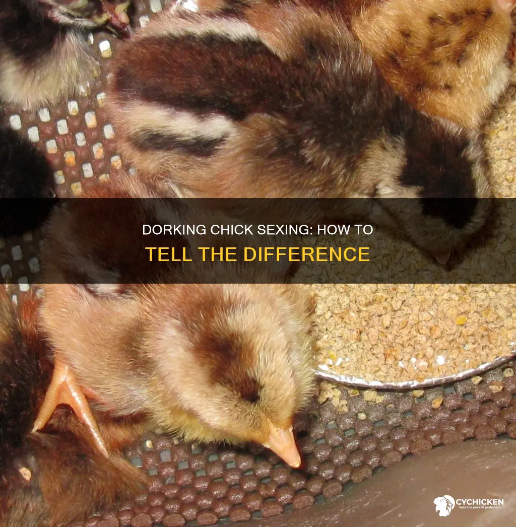 how do you tell the sex of dorking chicks