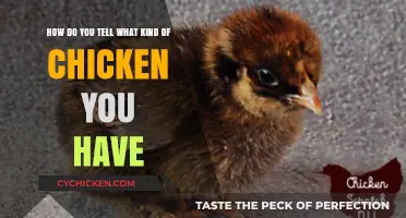 Identify Your Chicken: Tips and Tricks