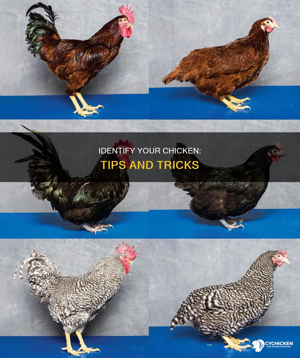 how do you tell what kind of chicken you have