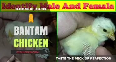 Identifying Bantam Chickens: Sex Determination Techniques