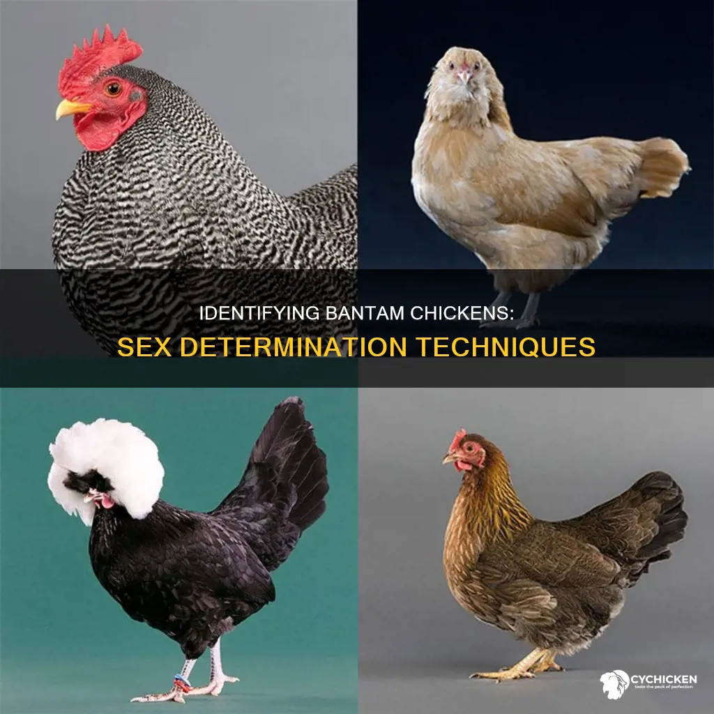 how do you tell what sex a bantam chicken