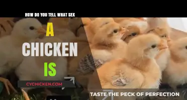 Determining a Chicken's Sex: What to Look For