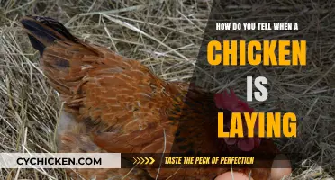 Signs Your Chicken is Laying Eggs