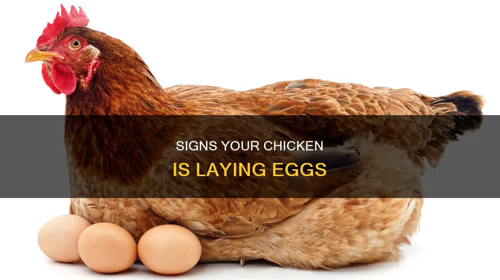 how do you tell when a chicken is laying
