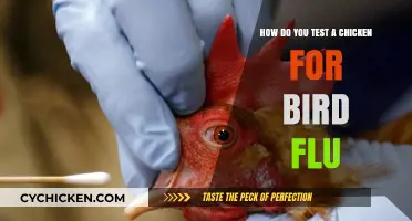 Testing Chickens for Bird Flu: A Step-by-Step Guide