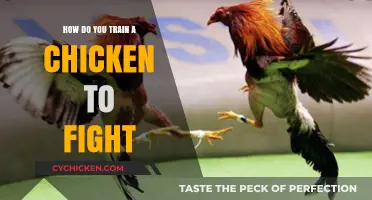 Training Chickens for Combat: A Step-by-Step Guide to Poultry Fighting