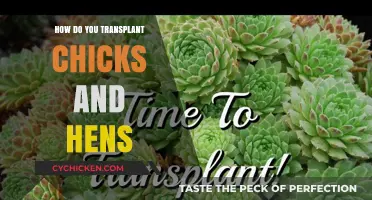 Transplanting Chicks and Hens: A Step-by-Step Propagation Guide
