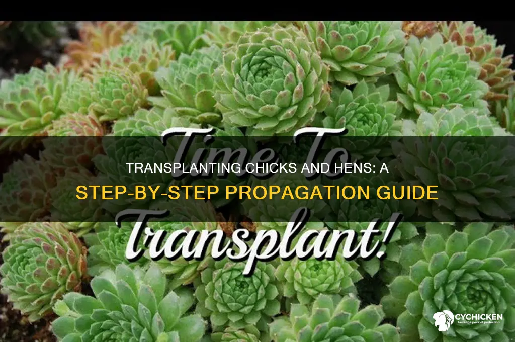 how do you transplant chicks and hens