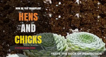 Transplanting Hens and Chicks: A Step-by-Step Propagation Guide
