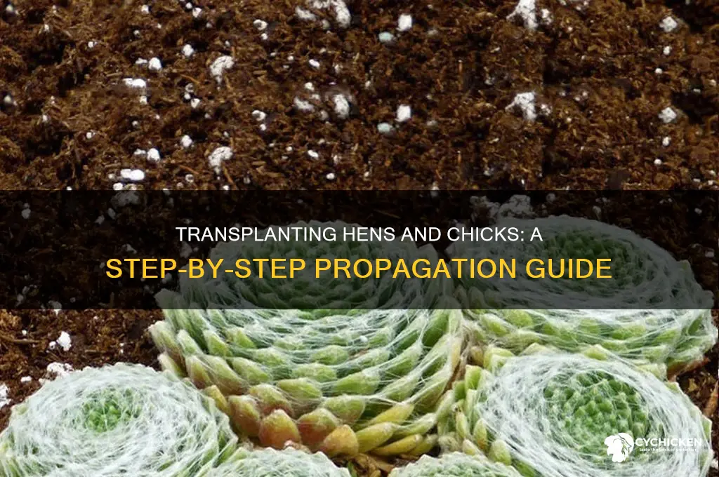 how do you transplant hens and chicks