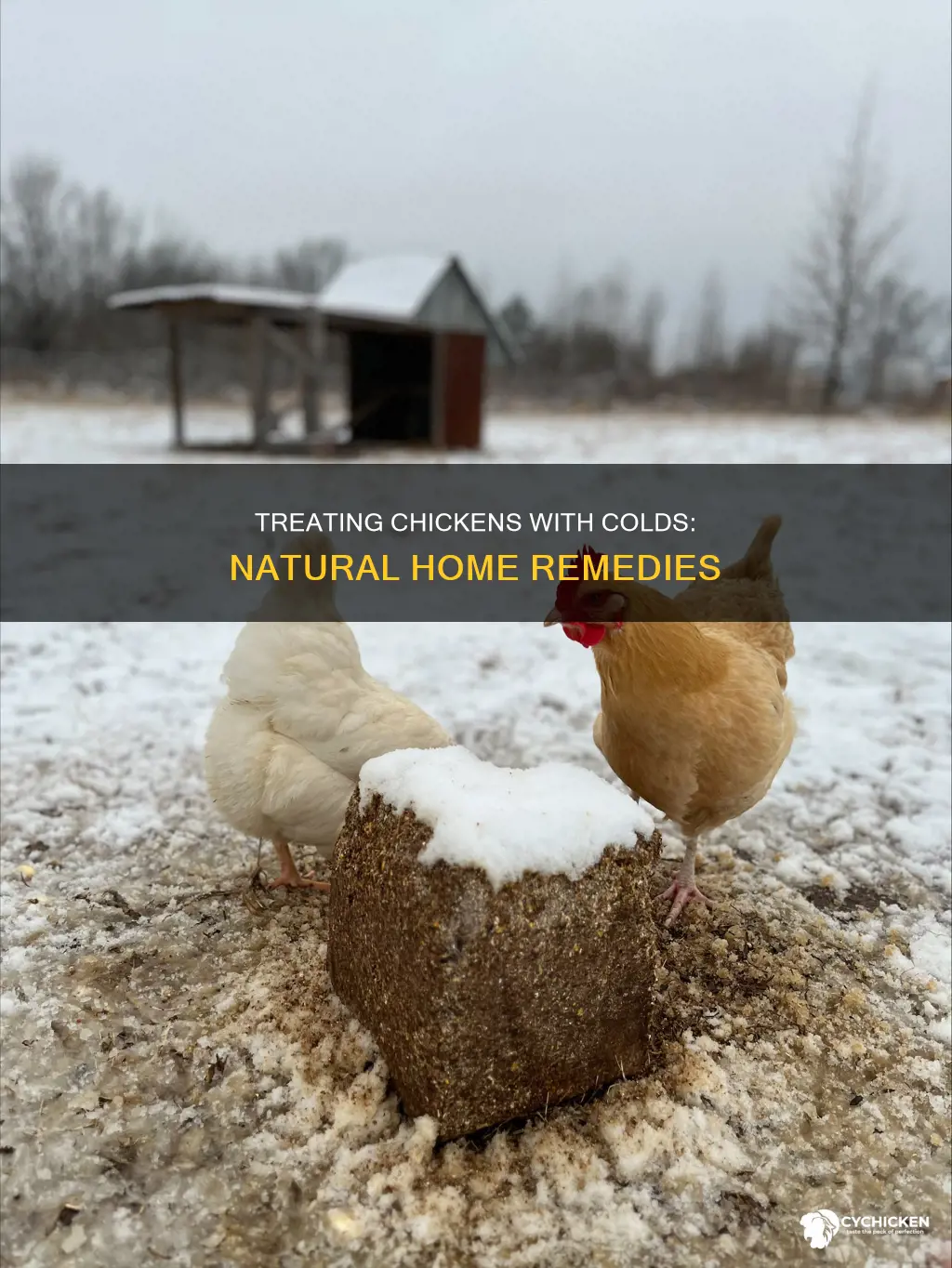 how do you treat a chicken with a cold
