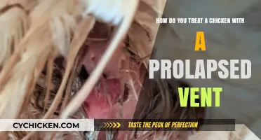 Treating Prolapsed Vents in Chickens: Quick Guide