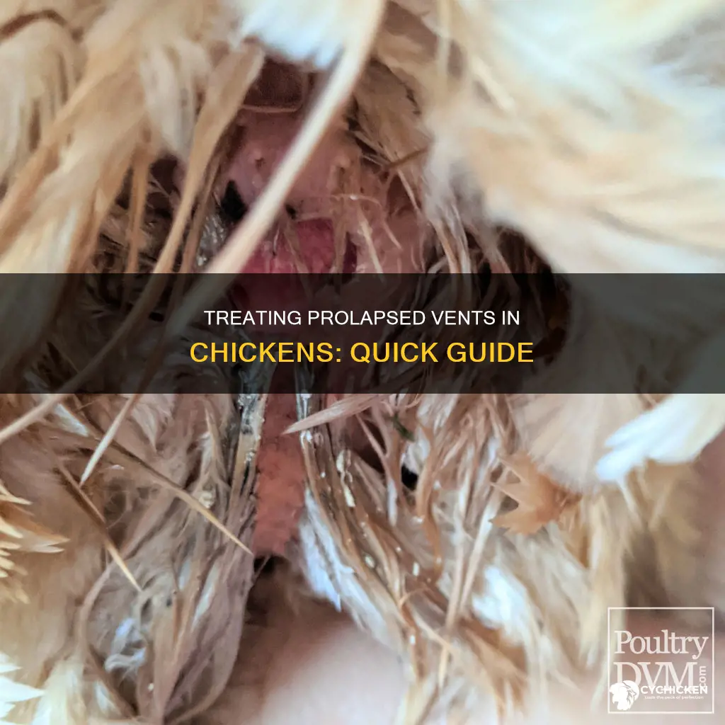 how do you treat a chicken with a prolapsed vent