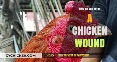 Effective Ways to Treat and Heal Chicken Wounds at Home