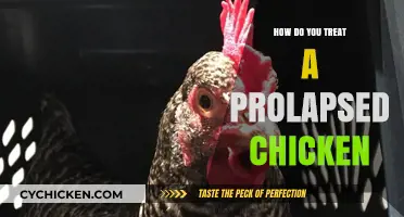 Treating a Prolapsed Chicken: Essential Steps for Care and Recovery