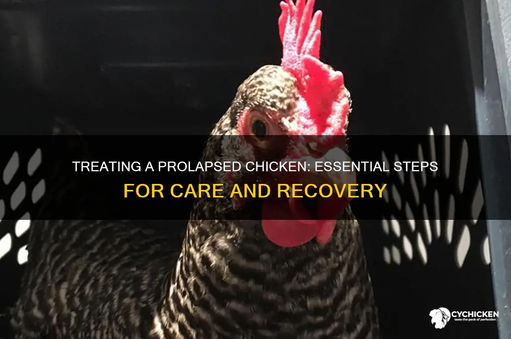 how do you treat a prolapsed chicken