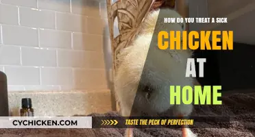 Treating Sick Chickens: Home Remedies and Care