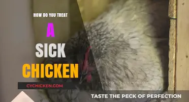Caring for Your Flock: Effective Ways to Treat a Sick Chicken