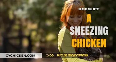 Treating a Sneezing Chicken: Essential Care Tips for Poultry Health