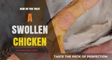 Effective Remedies for Treating a Swollen Chicken: A Comprehensive Guide