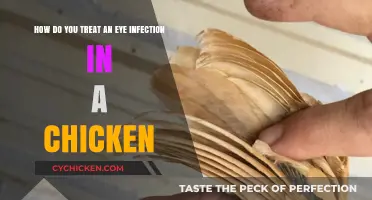 Treating Eye Infections in Chickens: A Quick Guide