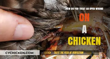 Treating Open Wounds in Chickens: Quick Guide