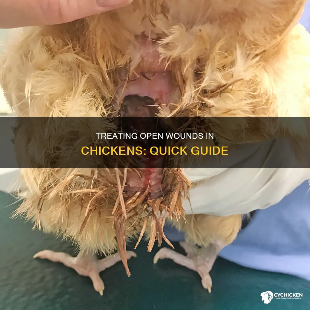 how do you treat an open wound on a chicken