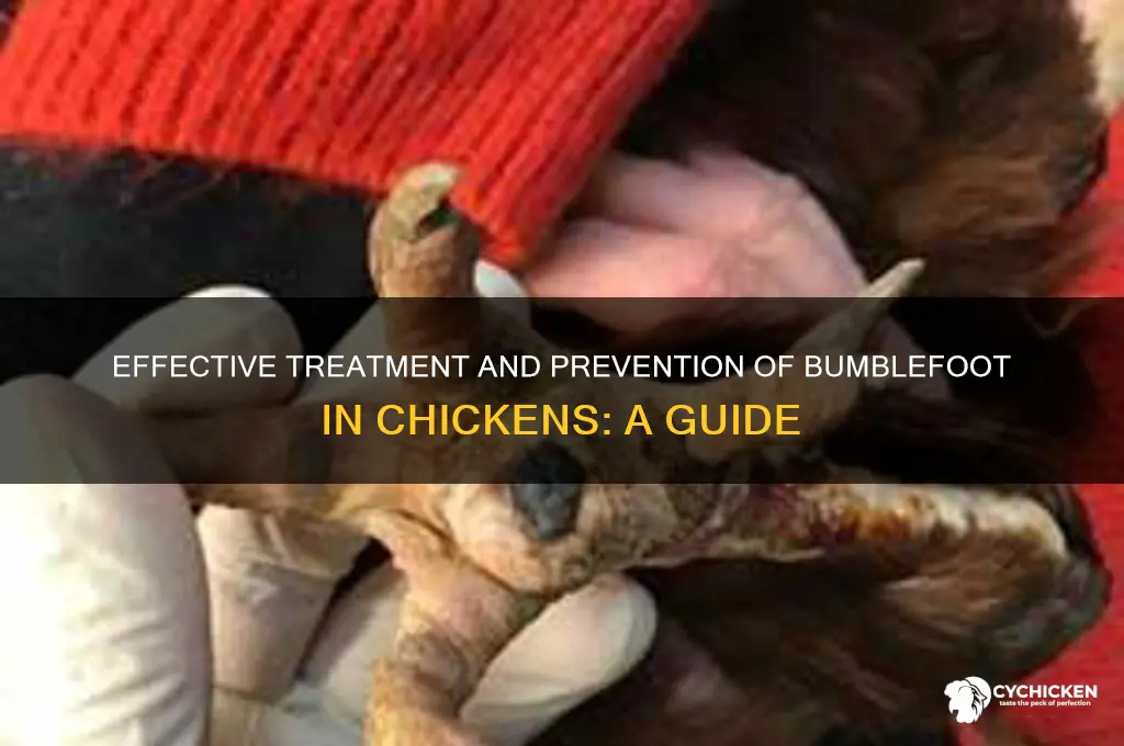 how do you treat bumblefoot in a chicken